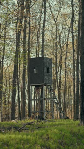 Rustic elevated wooden box hunting blind on stilts with ladder stands among tall trees in Wisconsin forest with green grass and golden foliage