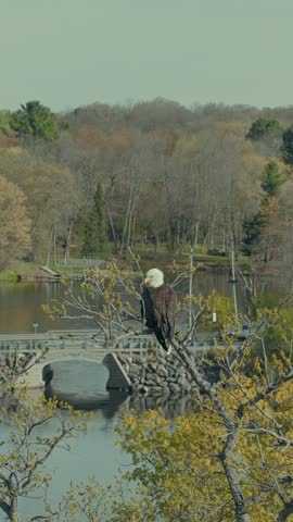 Bald eagle perches on branch overlooking lake and stone dam surrounded by budding spring trees in Wisconsin