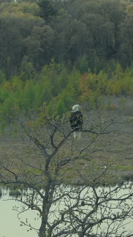 Aerial parallax around American bald eagle perched on bare tree overlooking shallow marshy river with colorful spring forest in Wisconsin