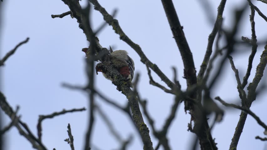 Great Spotted Woodpecker Resting on Tree Branch - 4K Wildlife Slow Motion