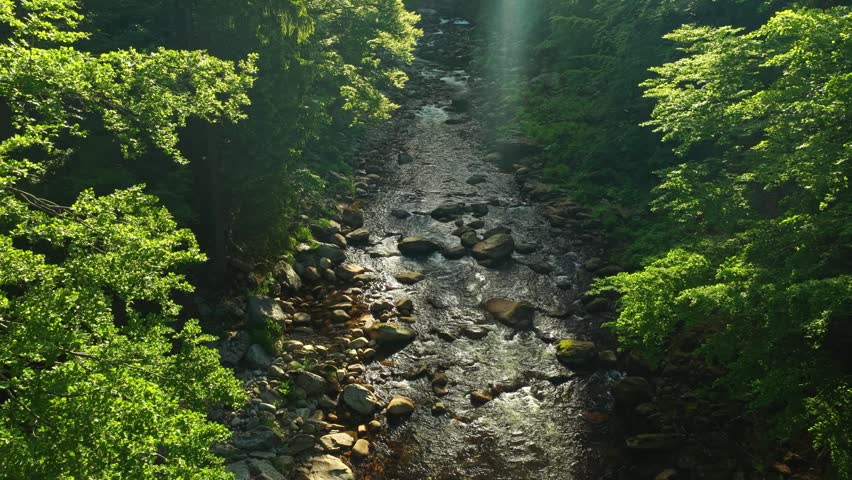 Beautiful Sunrise In Sunny Spring Forest with Mountain River . Sunlight Sunbeams Through Woods In Forest Landscape with Authentic Nature Sound