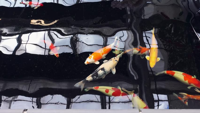Top view of colorful koi fish swimming in ornamental pond. Calm water, reflections and relaxing nature background concept.