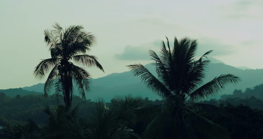 Tropical Trees Silhouetted Against Misty Mountain Landscape