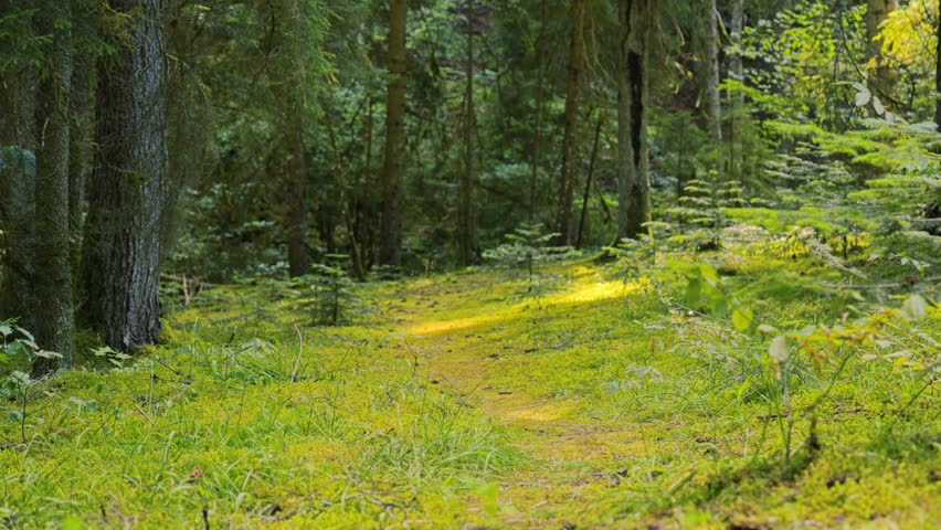 Forest path with sunlight, nature and environmental conservation concept, lush green moss and trees in woodland