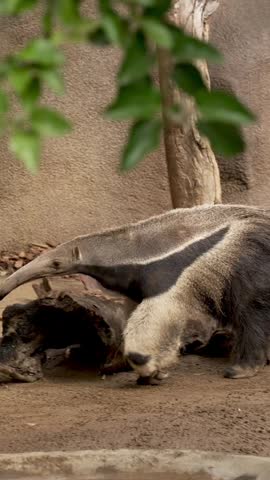 Giant anteater walking on the ground searching for food near a wooden log in a zoo enclosure