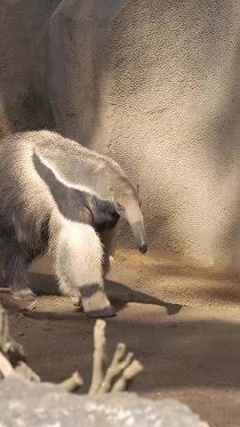 Giant anteater walking on a sandy ground in its zoo enclosure near a water pond