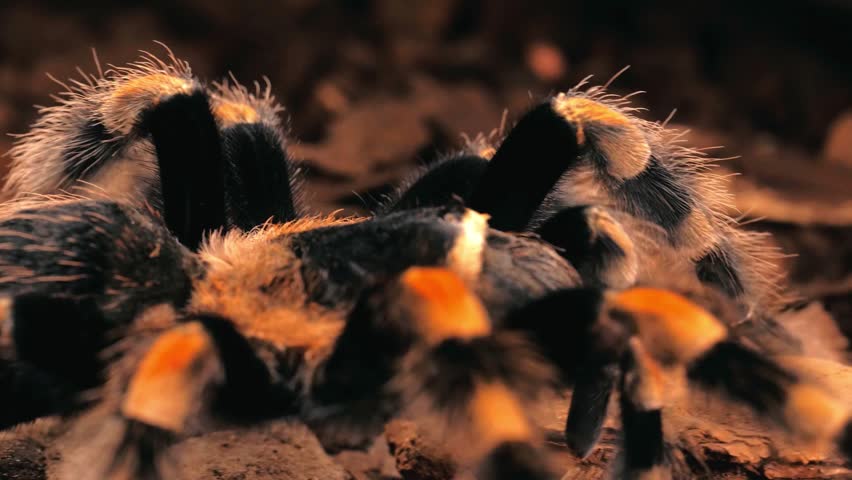 Extreme close-up of a black and orange Mexican orange-kneed tarantula walking slowly across dry ground, revealing its hairy body, vivid leg markings and detailed natural movement.