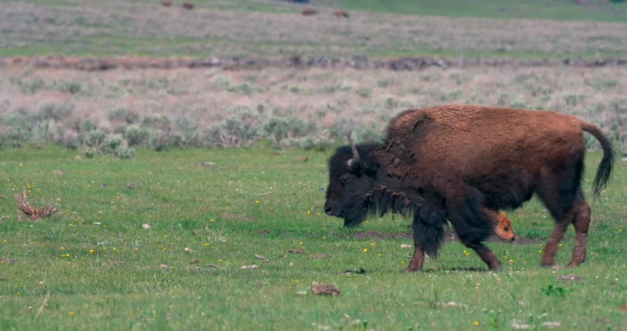 In hot weather, a small bison calf can be seen resting in a dirt patch while the herd is on the move.