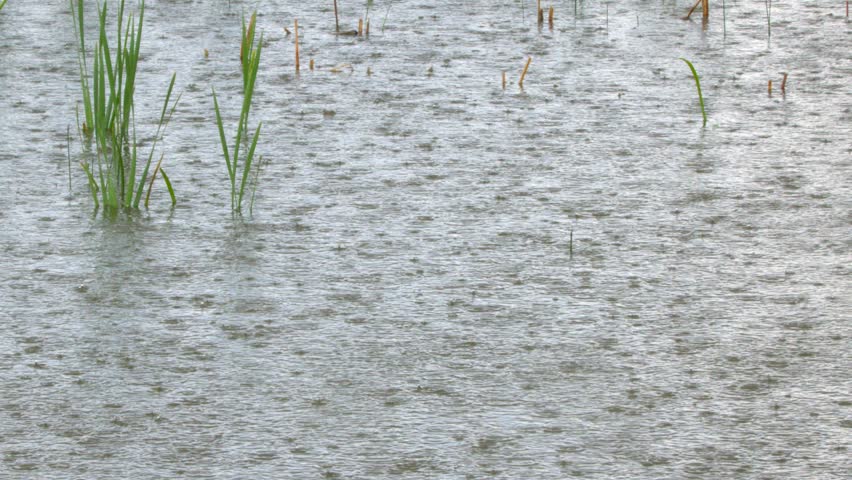 Green marsh grasses grow in shallow pond as pouring rain splashes