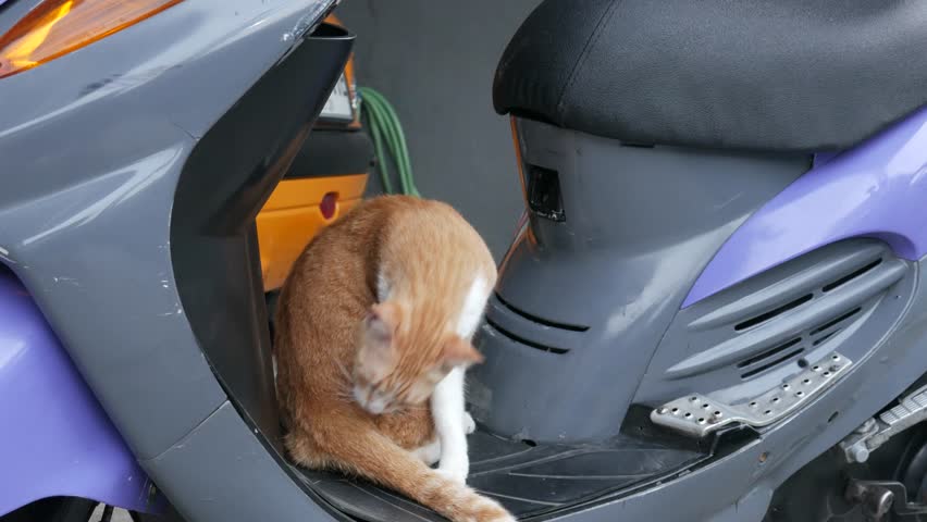 Ginger Cat Grooming Itself On A Scooter
