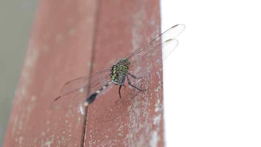 Close-Up of a Dragonfly Resting in Its Natural Habitat
