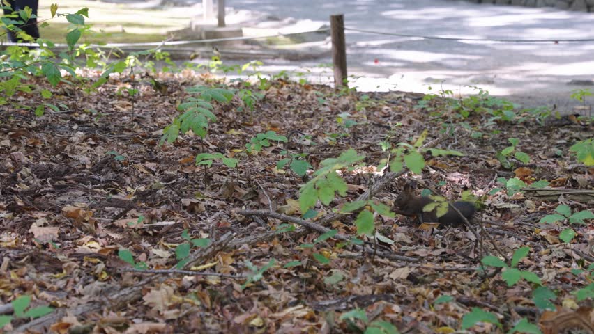 Adorable Japanese Squirrel Finds Nut and Bounces Away in Sapporo Park