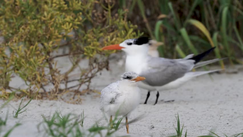 Royal Tern Chick (Thalasseus maximus) in natural coastal habitat captured in stunning 4K resolution wildlife footage.