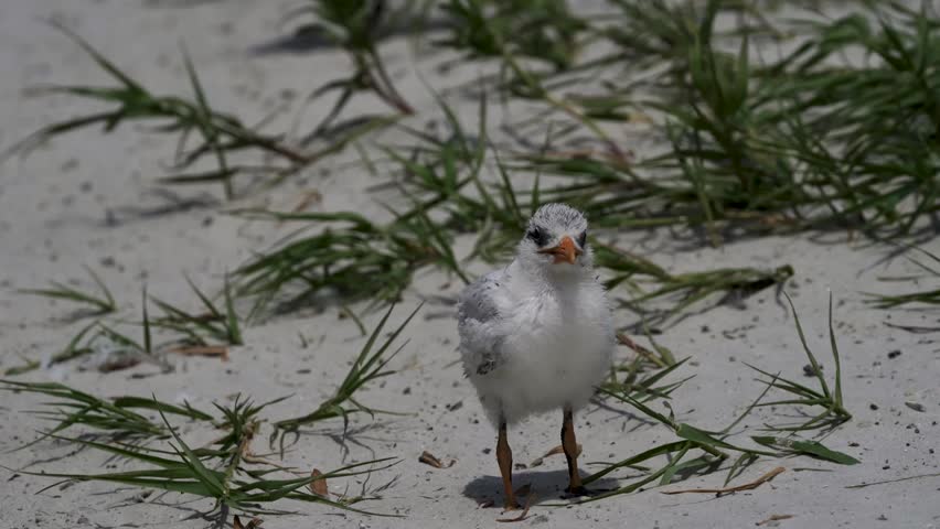 Royal Tern Chick (Thalasseus maximus) in its natural coastal environment captured in stunning 4K resolution wildlife footage.