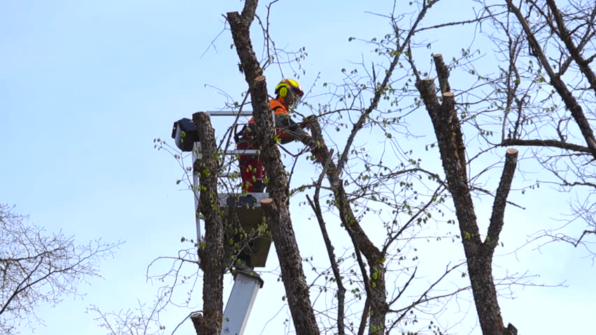 Professional arborist with safety equipment using a chainsaw to prune high tree branches from a bucket truck crane, performing essential seasonal garden maintenance and landscape services