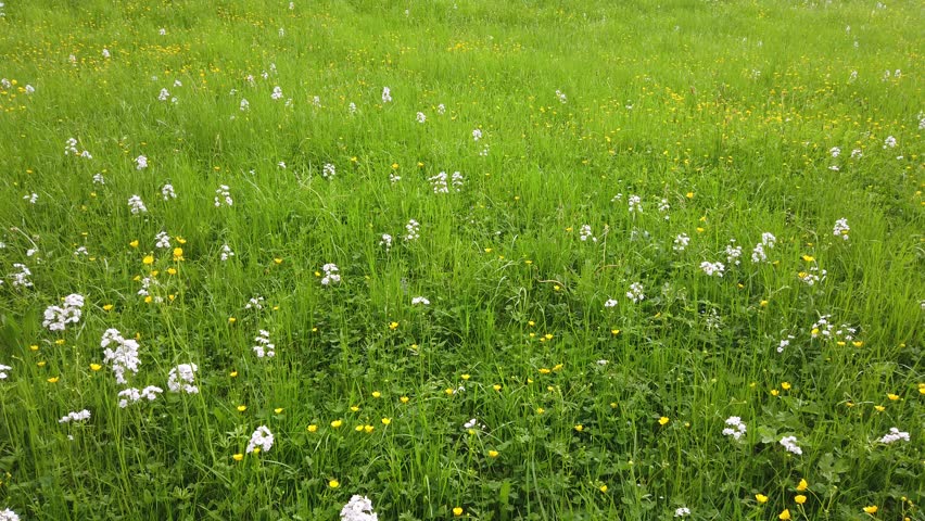 Green spring meadow with flowers