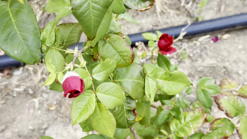 A close-up shot of a blooming rosebud. Close-up of a bicolor rose bloom.