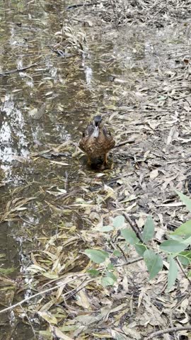 A close-up shot of a duck. Waterfowl in the wild.