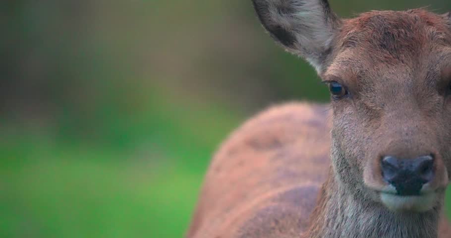 A doe red deer can be seen looking directly at the camera, she sniffs the air and looks alert.