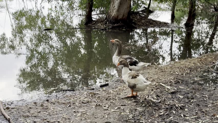 Two geese by flooded waterside. Waterfowl in the wild.