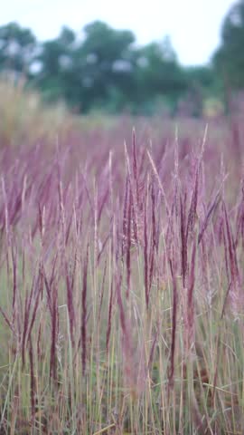 Wide-angle view of a wild cogon grass field with beautiful reddish-purple flowers blooming outdoors.