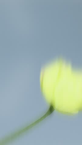 Yellow poppy flower blooming with trendy dynamic motion blur and grain against a soft blue background, abstract dreamy floral animation