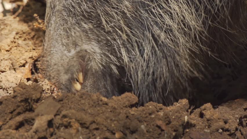 wild boar