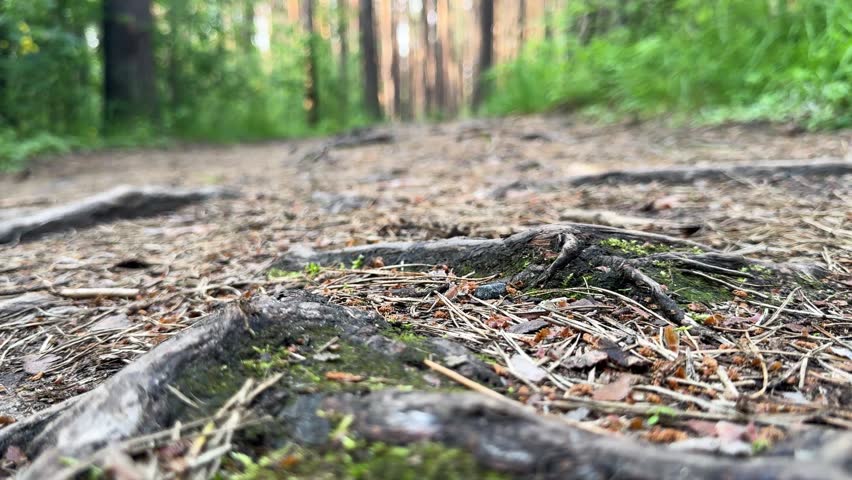 Close up of exposed tree roots on forest trail, view from below of pine forest trail with moss and natural ground texture.