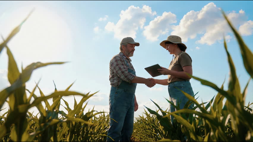 Low-angle view of two farmers standing between rows of green corn stalks during daytime, exchanging a handshake as they inspect the crop. An older man in a
