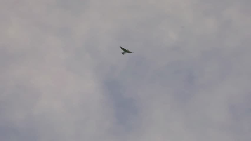Slow motion footage of a peregrine falcon flying through a cloudy grey sky in England. Wildlife footage showing a bird of prey in flight with wings spread, useful for nature, conservation, raptor