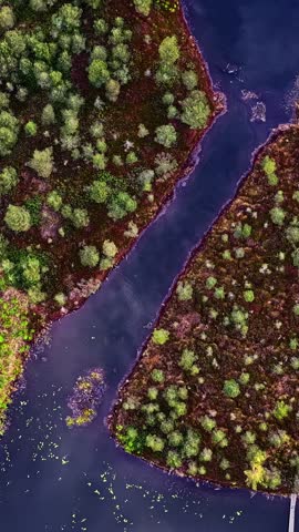 Top down view of lush forest and swamp lake landscape.