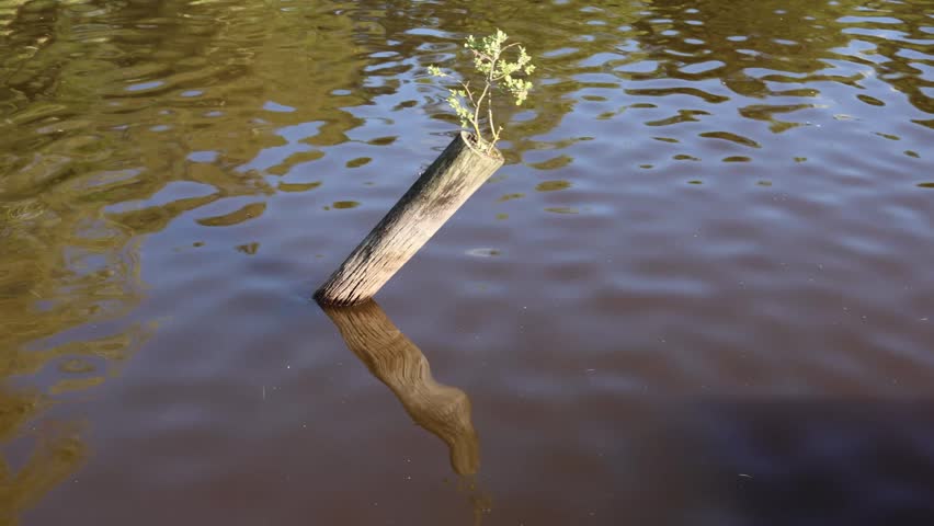 Small green plant growing from a wooden pole sticking out of the rippling surface of a murky lake