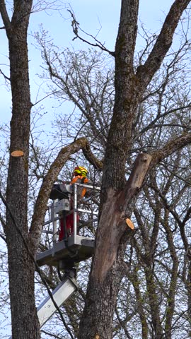 Professional lumberjack with a chainsaw on an aerial work platform performing tree pruning and maintenance services while wearing safety gear, ensuring the health and safety of the surrounding area