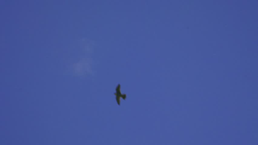 Slow motion footage of a peregrine falcon flying away from a stone spire on Salisbury Cathedral in Wiltshire, England. Wildlife footage showing an urban bird of prey in flight beside historic cathedra