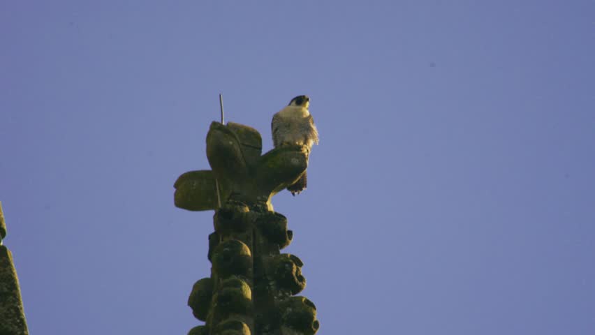 Peregrine falcon perched on a decorative stone spire of Salisbury Cathedral in Wiltshire, England. Wildlife footage showing an urban bird of prey resting on historic cathedral architecture against