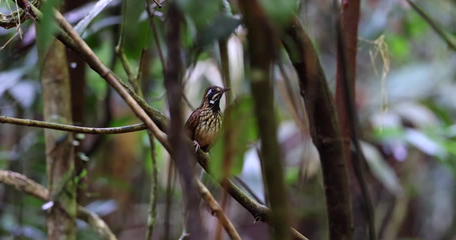 Nature wildlife footage of Black throated wren babbler making a call 