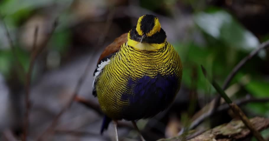 Bornean Banded Pitta (Hydrornis schwaneri) in tropical rainforest of Borneo
