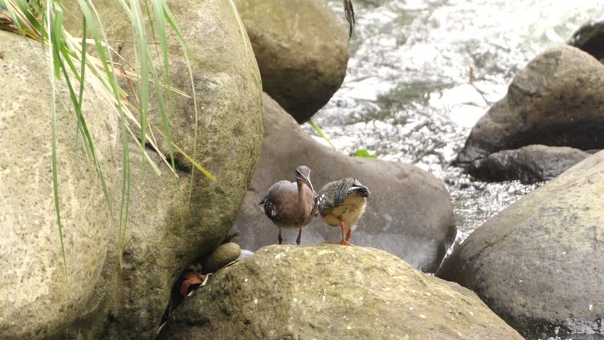 Two wild sunbitterns performing a courtship display on a rocky riverbank, with the male feeding the female. Beautiful natural behavior of a tropical bird species in their wild habitat