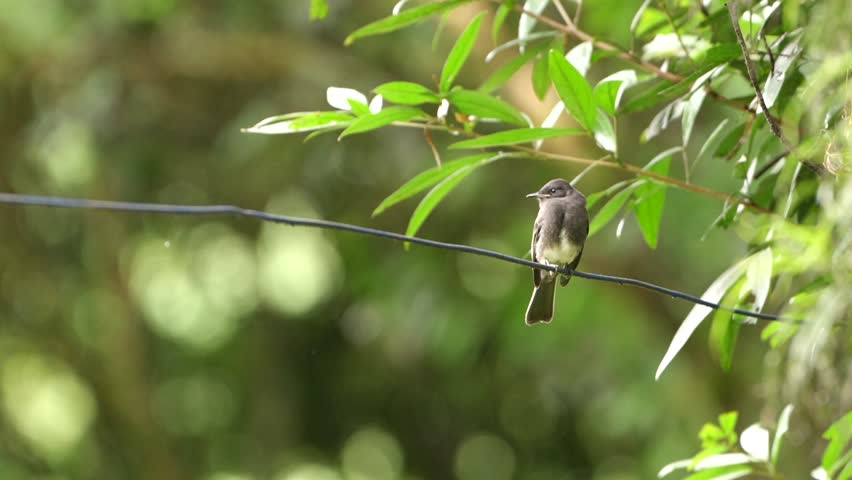 Beautiful wild black phoebe bird perching on a thin wire with a lush green forest background. The small songbird looks around before flying away with a graceful wing flap at the end