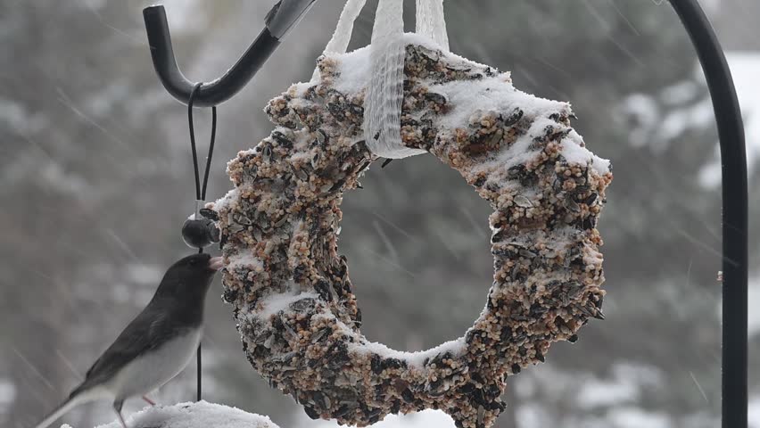 Vadnais Heights, Minnesota.  A Dark-eyed Junco, Junco hyemalis feeding on a suet ring in a winter storm.