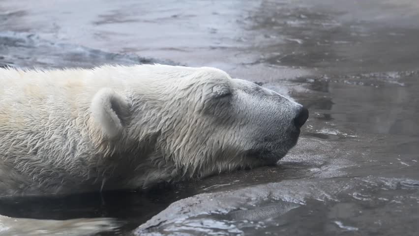 Closeup head shot of a Polar bear, Ursus maritimus resting his head on the concrete is a vulnerable species with a lifespan of 15 to 25 years 