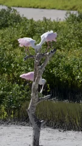 Pink Spoonbills Perched on a Dead Tree Branch in a Marshy Wetland