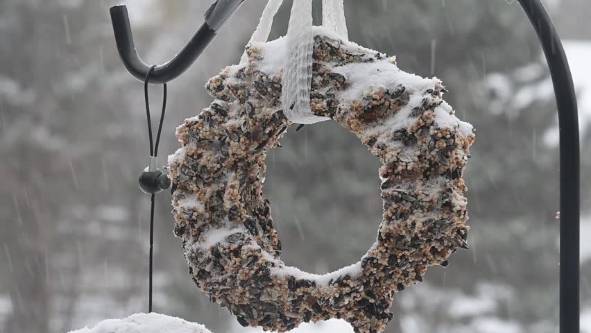 Vadnais Heights, Minnesota.  A Dark-eyed Junco, Junco hyemalis feeding on a suet ring in a winter storm.