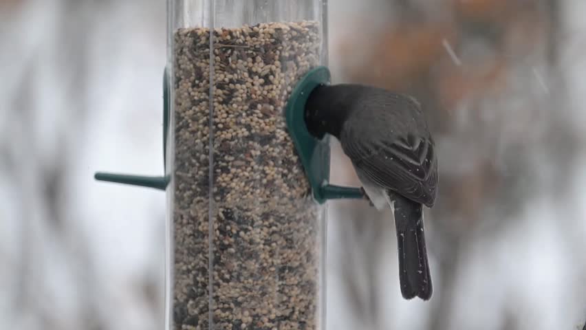 Vadnais Heights, Minnesota.  A Dark-eyed Junco, Junco hyemalis eating seed from a bird feeder in a winter storm.