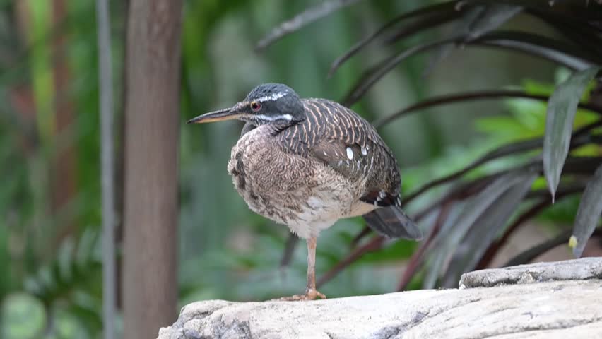St. Paul, Minnesota. Como zoo. Sunbittern; Eurypyga helias standing on one leg.