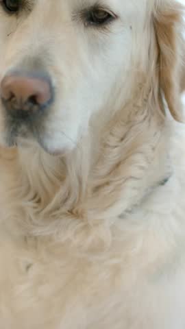 Vertical video: Recording Golden Retriever shifting gaze to camera in softly lit room, with collar. Canine, senior, closeup, portrait, soft, shallow, vertical video