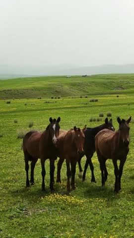 Vertical shot of beautiful brown horses, including a young foal, grazing peacefully on a vibrant green mountain pasture next to a traditional white nomadic yurt. 