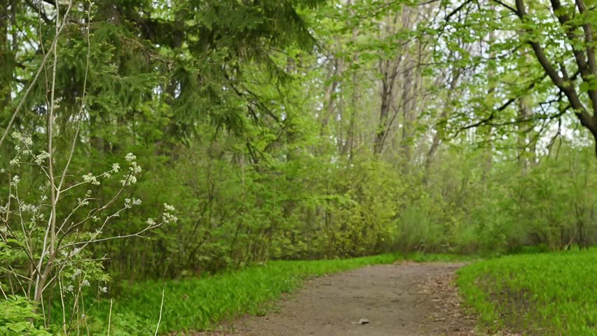 Peaceful forest path winding through lush green spring woodland, with gentle breeze swaying fresh foliage and small white wildflowers blooming on bare branches beside a dirt trail surrounded by vibran