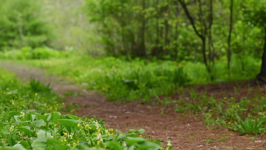 A serene forest trail with a narrow dirt path winding through lush green spring vegetation. Camera slowly pans forward along the woodland path bordered by wildflowers, ground cover plants, and fresh f
