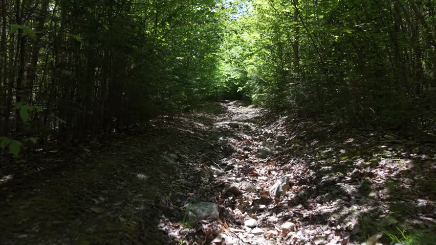 Traveling up a rough rugged trail surrounded by thick green forest on a bright sunny day in Maine 